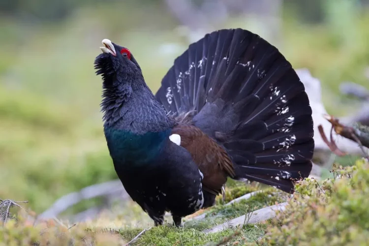FETE DE LA CHASSE ET DE LA VENAISON