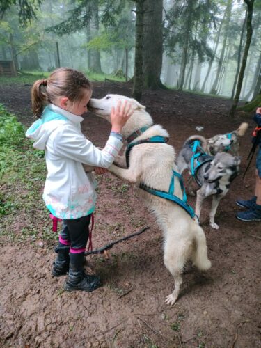 Chiens de traineau