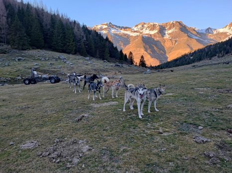 Chiens de traineau