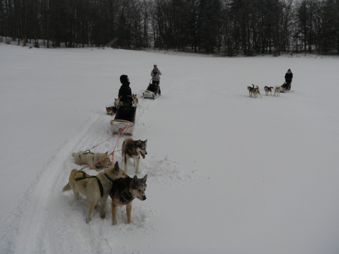 CHIENS DE TRAÎNEAU