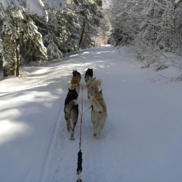 CHIENS DE TRAÎNEAU