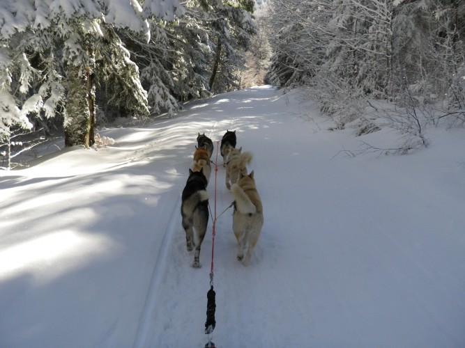 CHIENS DE TRAÎNEAU