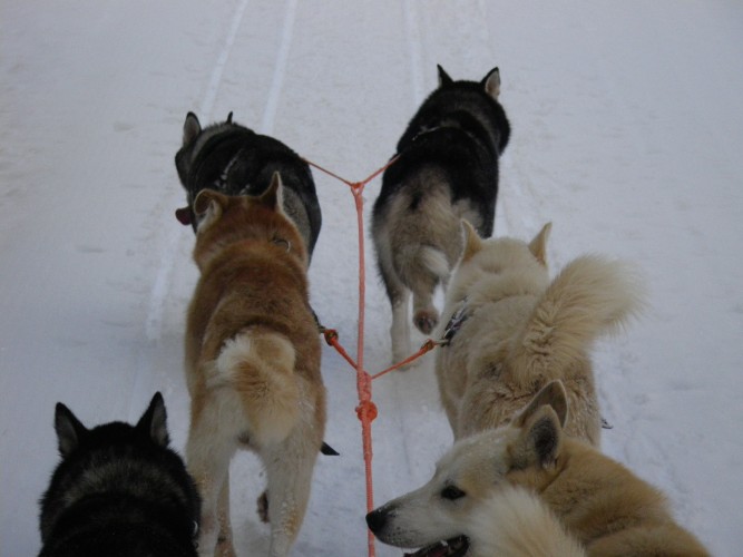 CHIENS DE TRAÎNEAU