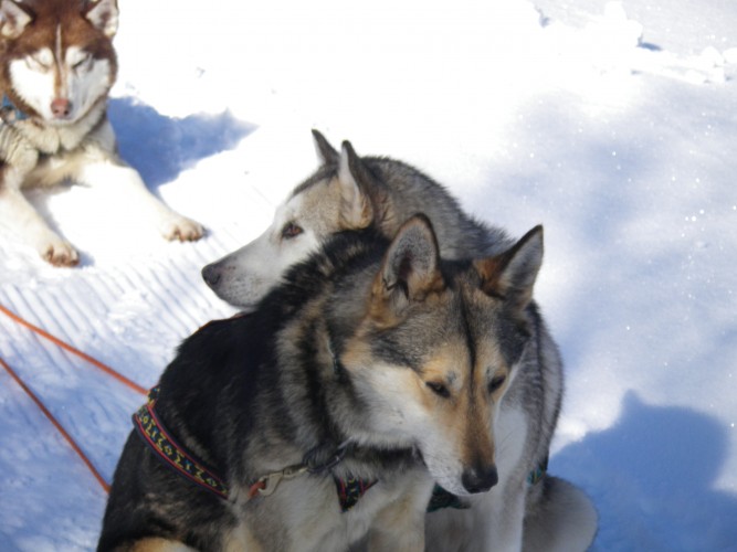 CHIENS DE TRAÎNEAU
