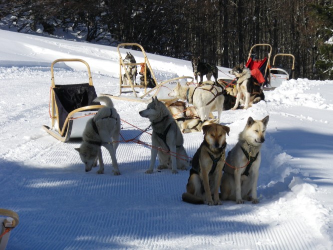 CHIENS DE TRAÎNEAU
