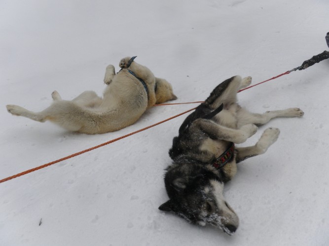 CHIENS DE TRAÎNEAU