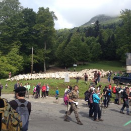 Transhumance de l'Escalette : samedi 1 juin 2024🐑