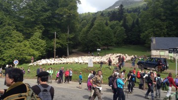 TRANSHUMANCE