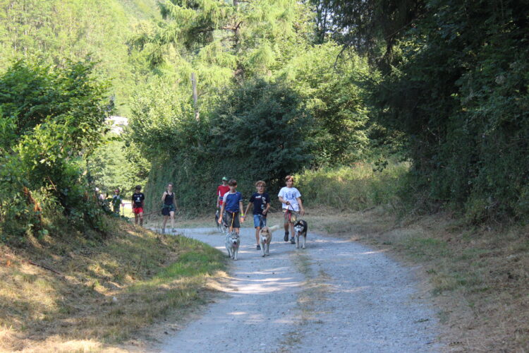 Chiens de traineau