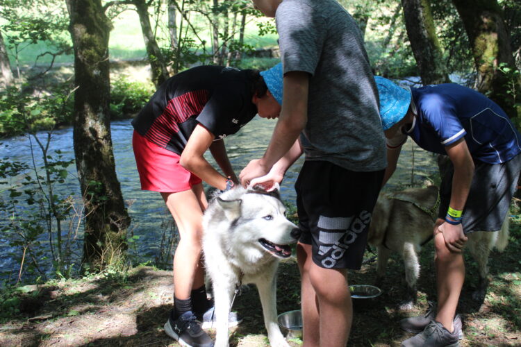 Chiens de traineau