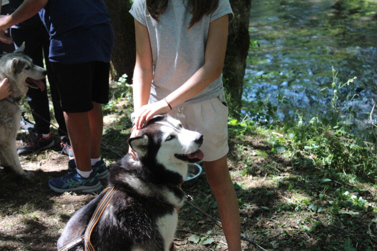 Chiens de traineau