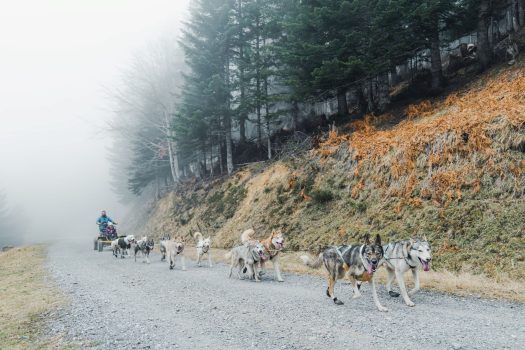 Chiens de traineau