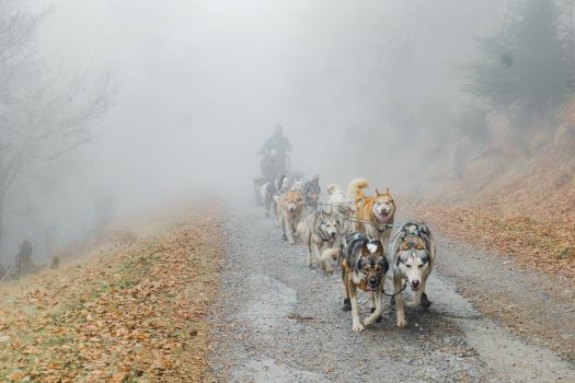 Chiens de traineau