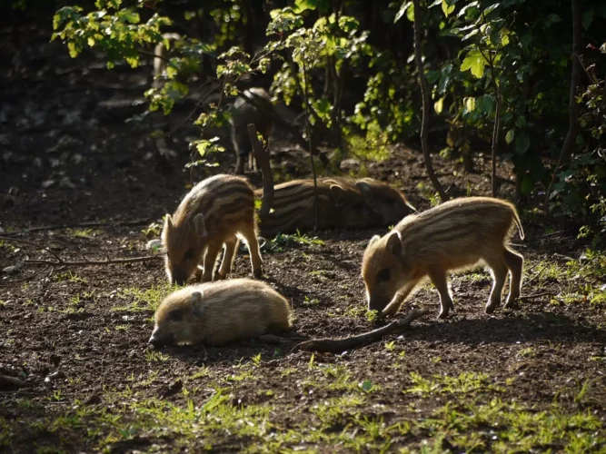 FETE DE LA CHASSE ET DE LA VENAISON