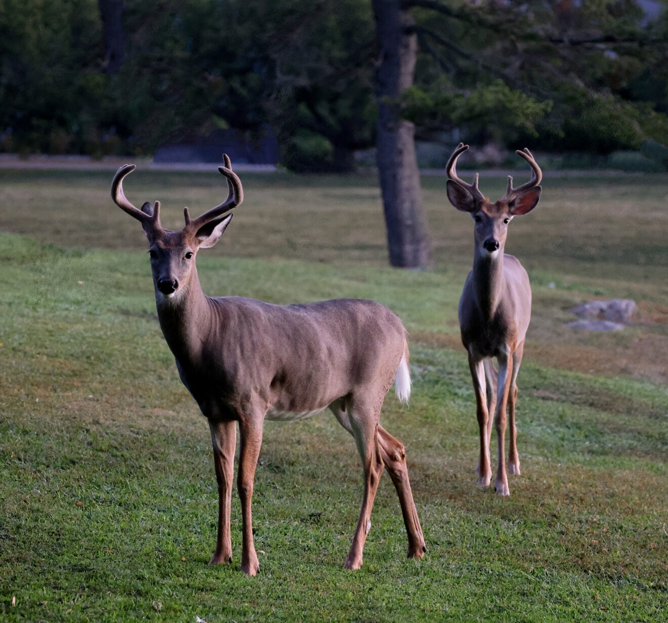 Brâme du Cerf 🦌