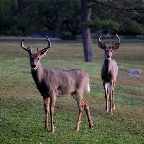 Brâme du Cerf 🦌