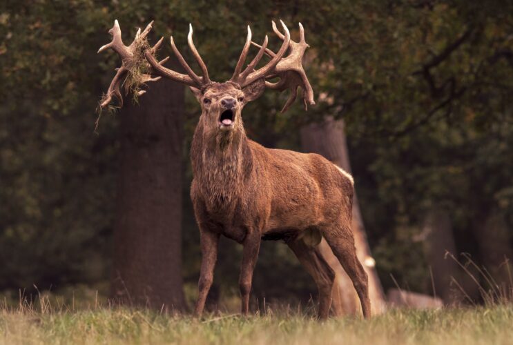 Brâme du cerf 
