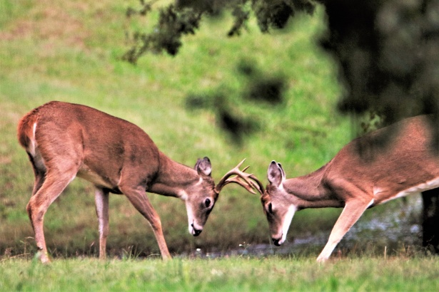 FETE DE LA CHASSE ET DE LA VENAISON